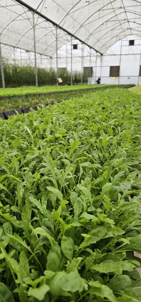 Salad Rocket 30g