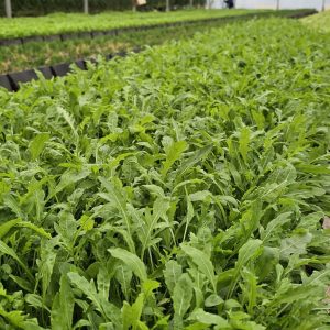 Salad Rocket 30g