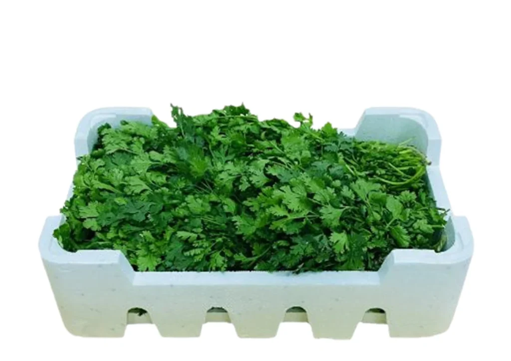 Coriander Bunch Box