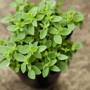 Oreganum 30g