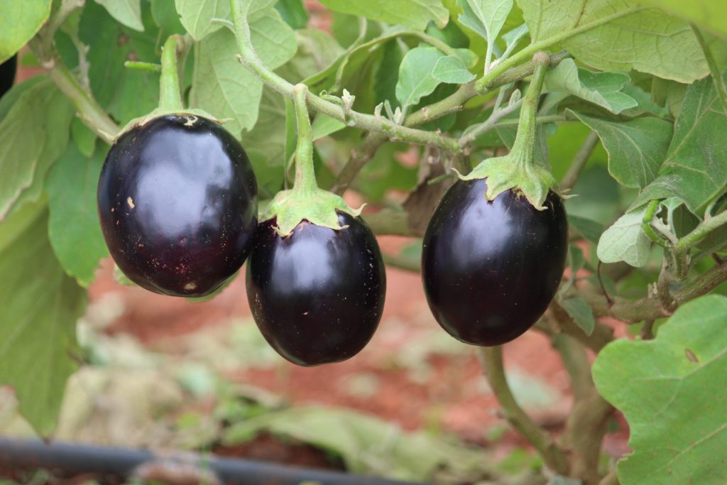 Brinjal 2 PK.