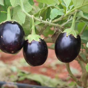 Brinjal 2 PK.